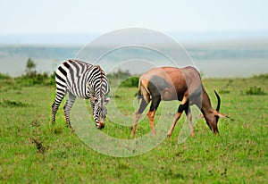 Zebras and Topi Antelope (Damaliscus lunatus)