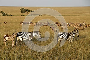 Zebras and topis grazing on grasslands, Kenya photo