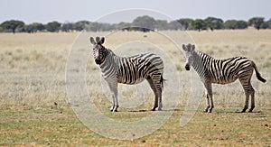 Zebras