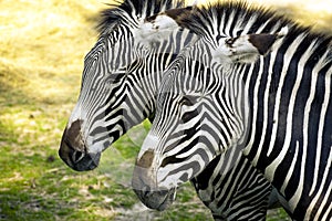 Zebras