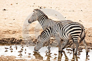 Zebras