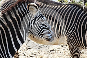 Zebras two of them besides each other