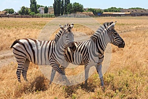 Zebras in the Ukrainian steppe on the territory of the national nature reserve `Askania Nova`. Kherson region, Ukraine