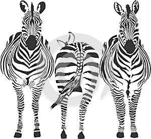 Zebras - vector illustration