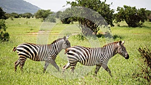 Zebras walking