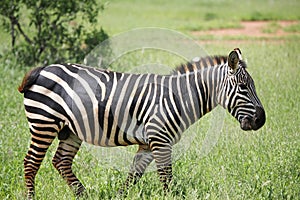 Zebras walking