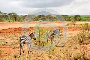 Zebras walking away, scenery of Kenya