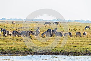 Zebras walking on Chobe River bank in backlight at sunset. Scenic colorful sunlight at the horizon. Wildlife Safari and boat cruis