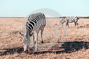 Zebras walking through the National park while eating on a field against a cloudy sky, savannah safari