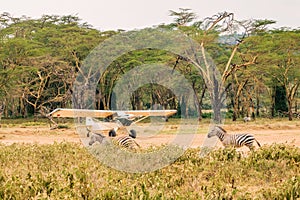 Zebras walking next to a small aeroplane in Lake Nakuru National Park in Kenya