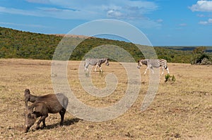 Zebras and warthogs grazing African savannah landscape. Wild game drive, African safari scene