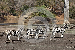 Zebras at a waterhole