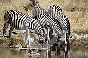 Zebras by a waterhole, Etosha, Namibia