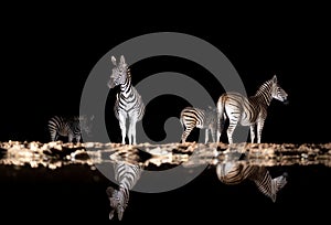 Zebras at a waterhole at night