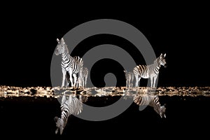 Zebras at a waterhole at night