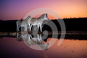 Zebras at a waterhole at sunset