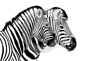 Zebras on white background isolated close up side view, two zebra head portrait in profile, black and white art photography