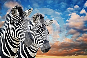 Zebras in the wild