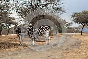 Zebras - Wild