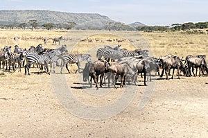 Zebras and wildbeast