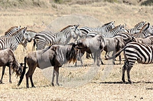 Zebras and wildebeest