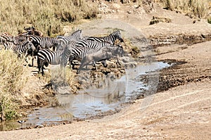 Zebras and wildebeest