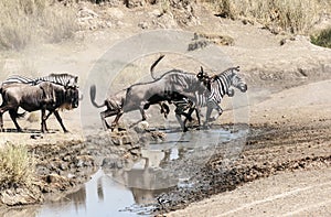 Zebras and wildebeest