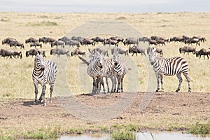 Zebras + Wildebeest Crossing