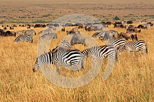 Zebras and wildebeest grazing