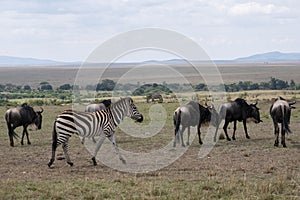 Zebras and wildebeest herd together on the Mara plains