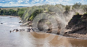 Zebras and wildebeest during migration from Serengeti to Masai M