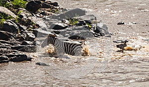 Zebras and wildebeest during migration from Serengeti to Masai M