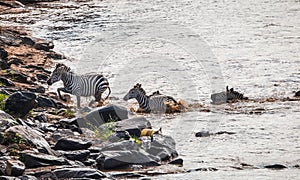 Zebras and wildebeest during migration from Serengeti to Masai M