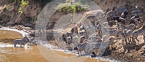 Zebras and wildebeest during migration from Serengeti to Masai M