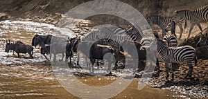 Zebras and wildebeest during migration from Serengeti to Masai M