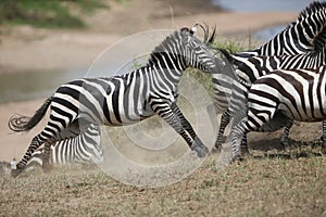 Zebras and wildebeest during migration from Serengeti to Masai Mara in Kenya