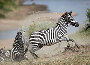 Zebras and wildebeest during migration from Serengeti to Masai Mara in Kenya