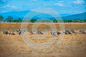 Zebras and wildebeest in Mikumi national park