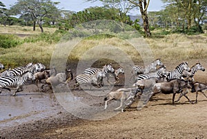 Zebras and wildebeest running