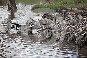 Zebras and Wildebeest at the Serengeti
