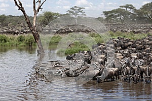 Zebras and Wildebeest at the Serengeti