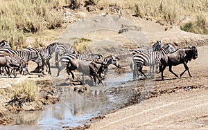 Zebras and wildebeest