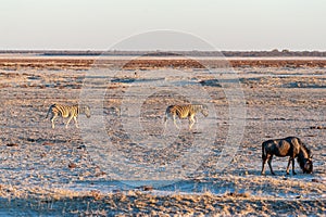 Zebras and wildebeest at sunset