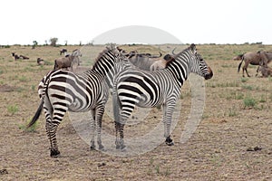 Zebras and wildebeests in the african savannah.
