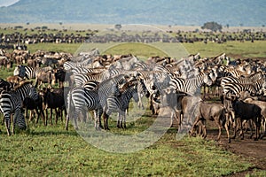 Zebras and wildebeests graze together in harmony in Serengeti National Park Tanzania Africa