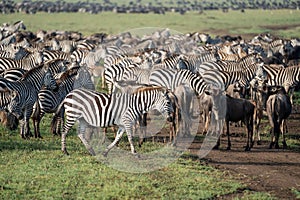 Zebras and wildebeests graze together in harmony in Serengeti National Park Tanzania Africa