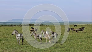 Zebras and wildebeests quietly graze