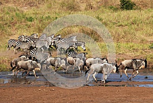 Zebras and Wildebeests Running