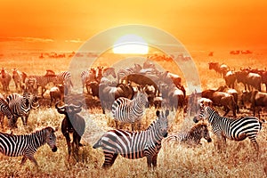 Zebras and wildebeests at sunset in the Serengeti National Park. Africa. Tanzania.