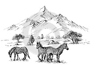 Zebras in wilderness